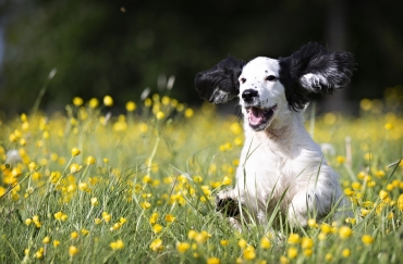 rennende hond in veld