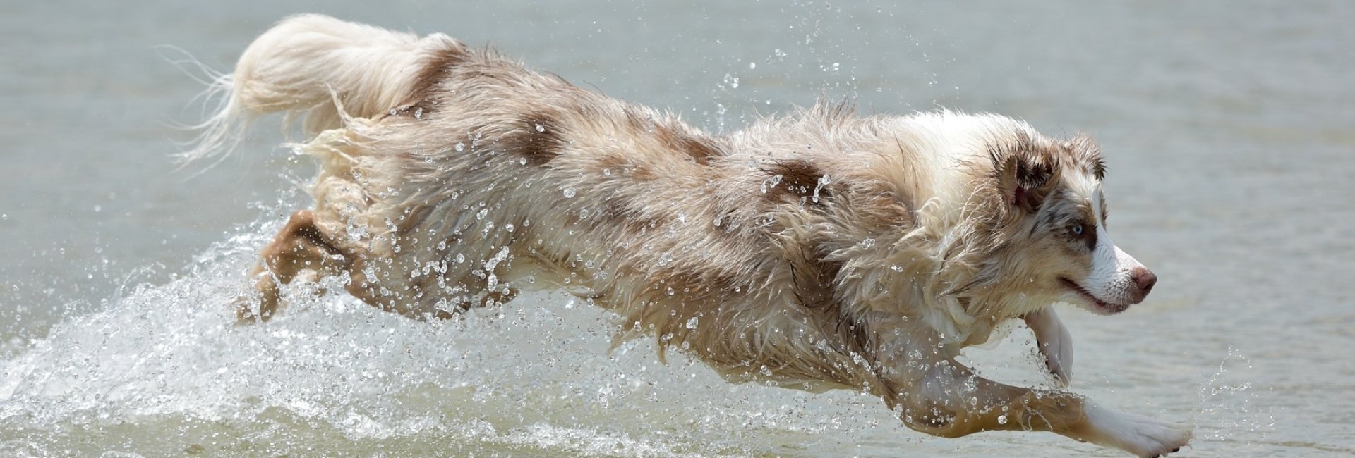 rennende hond water