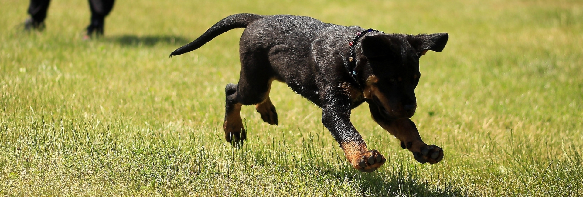 rennende hondje rennende hondje