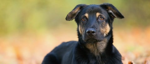 Luna, blaffen naar andere honden