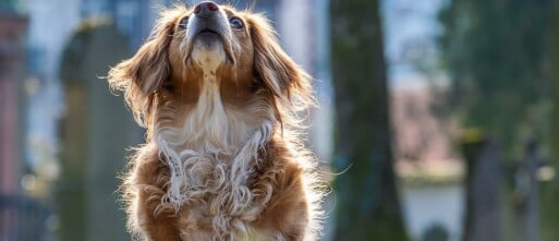 Wat houd je tegen om hulp te zoeken voor je hond?