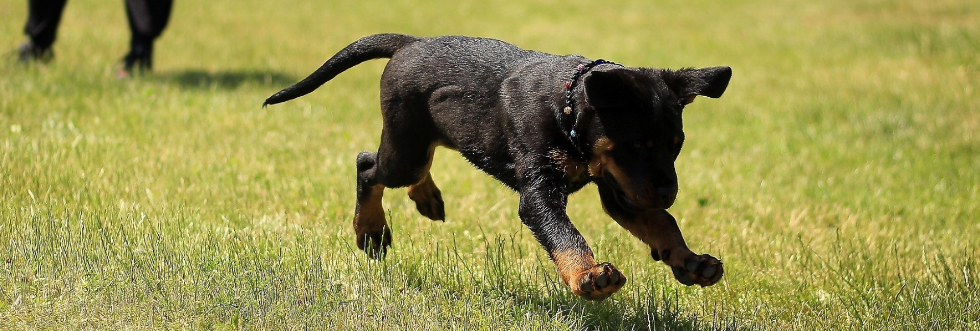 rottweiler pup