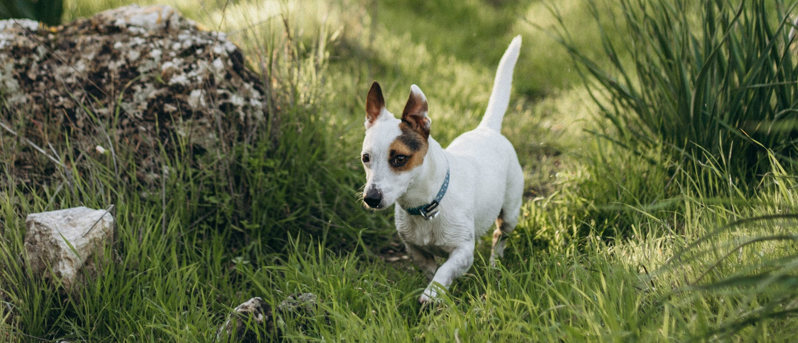 stress bij honden verminderen