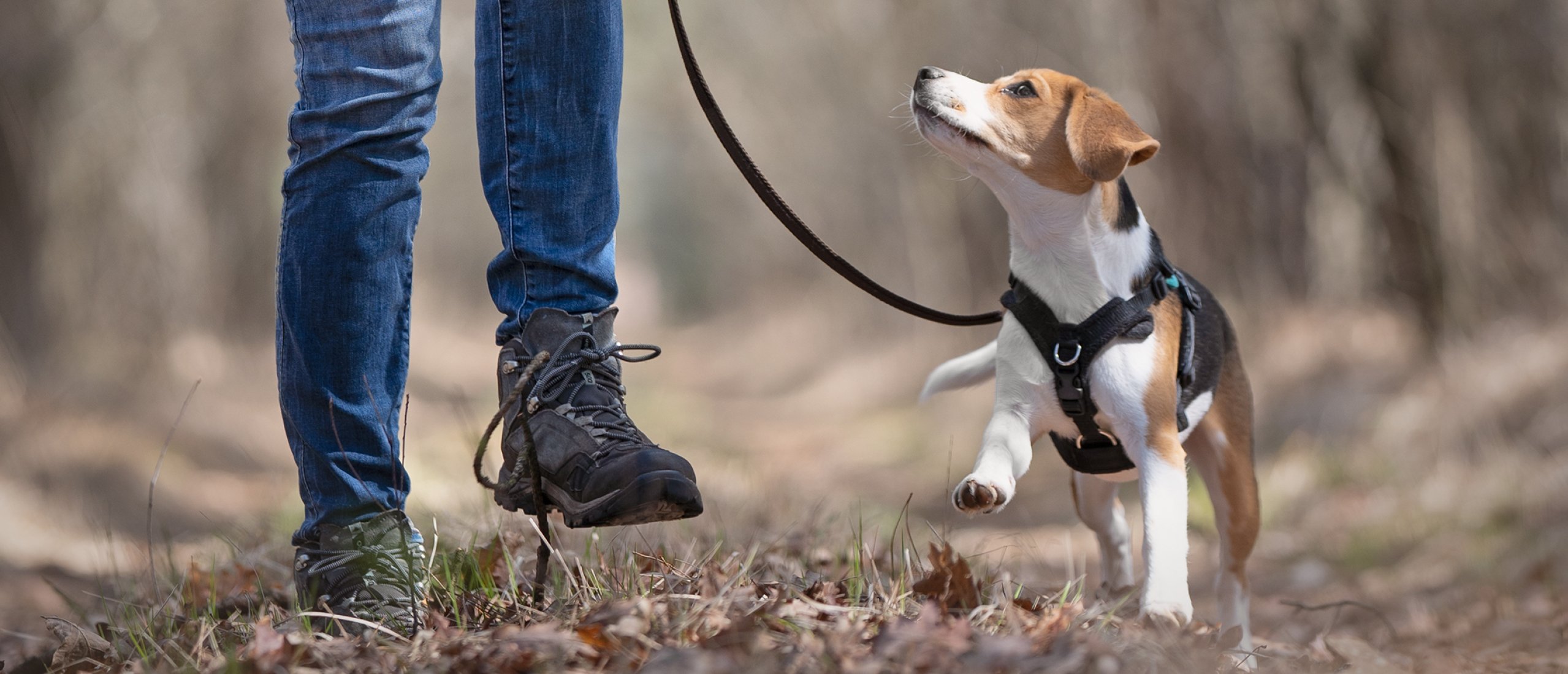 Gaat jouw hond tekeer tegen andere honden?