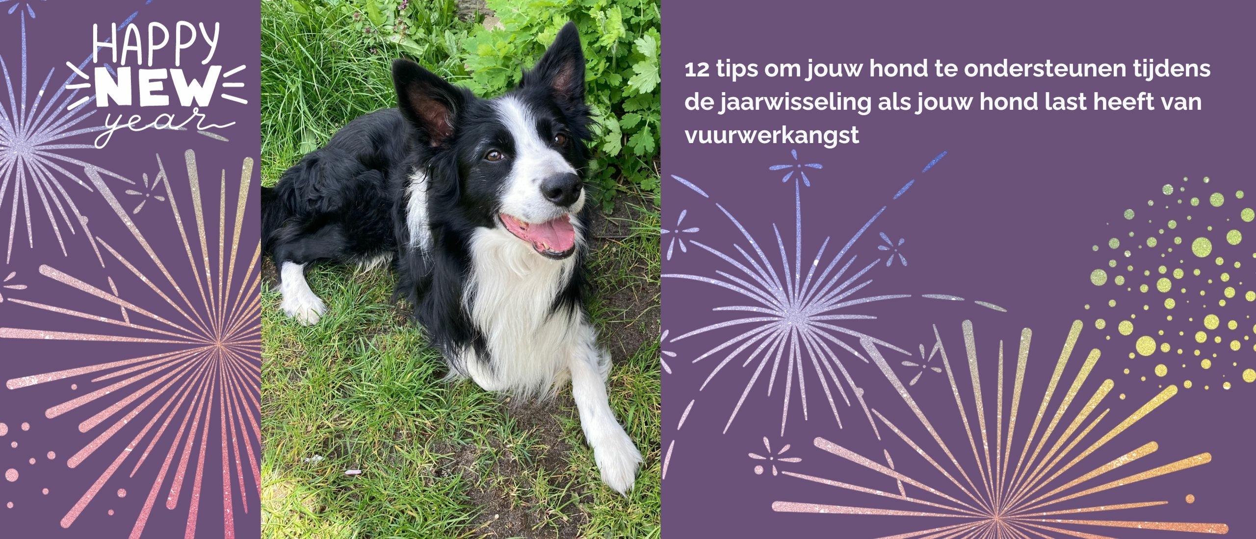 12 Tips om jouw hond te ondersteunen tijdens de jaarwisseling als jouw bang is voor vuurwerk