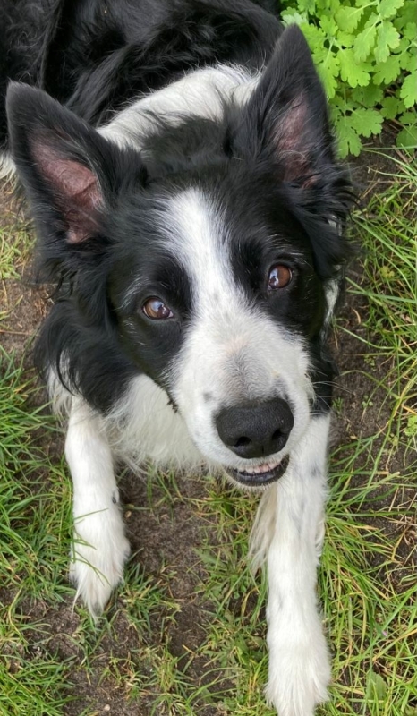 Ben sociaal naar jouw hond door iets leuks te ondernemen tijdens het wandelen met jouw hond