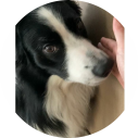 Online cursus voor jouw hond waarbij je leert om passende activiteiten te ondernemen met jouw hond