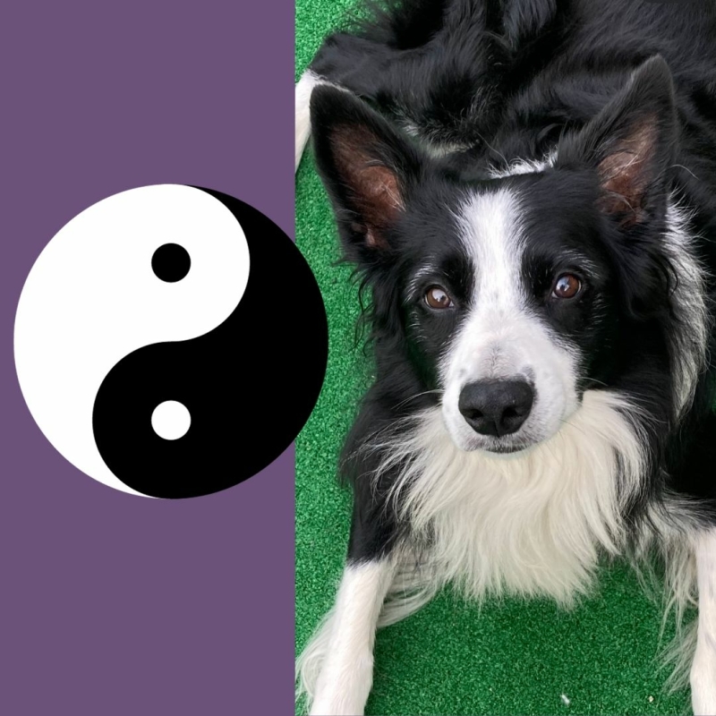 Yin en Yang is ook toepasbaar bij honden, het is een onderdeel van acupressuur bij honden