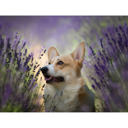 Hondenmassage, honden massage aroma therapie essentiële olie oliën veilig gebruiken ontspanning geur