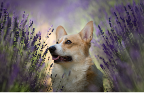 Hondenmassage, honden massage aroma therapie essentiële olie oliën veilig gebruiken ontspanning geur