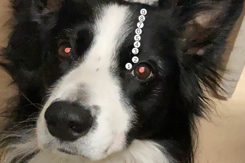 Blaas meridiaan honden cursus workshop hond shiatsu acupressuur