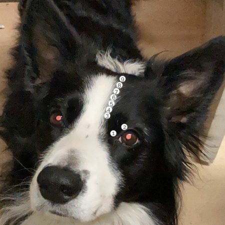 Blaas meridiaan hondenmassage acupressuur shiatsu