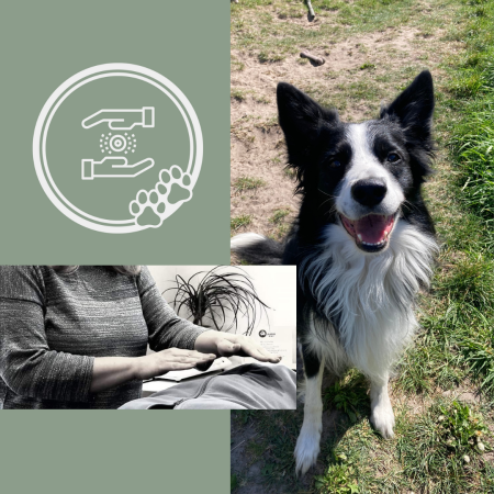 Reiki 2 cursus online voor jouw hond en jezelf