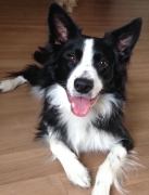 Honden workshop cursus online