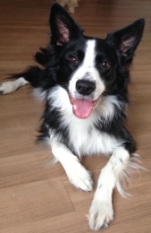 Honden workshop cursus online