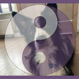 Hond Yin Yang acupressuur shiatsu
