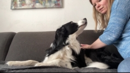 Hondenmassage