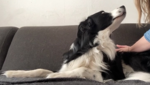 Hondenmassage