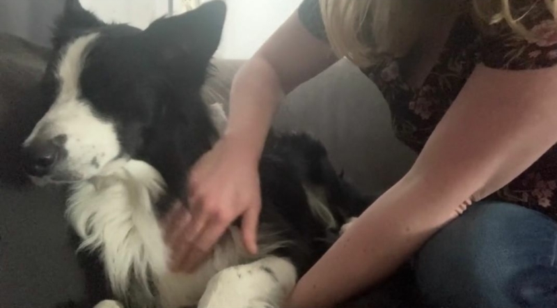 Maak jouw hond gelukkig door naast aaien jouw hond regelmatig te gaan masseren