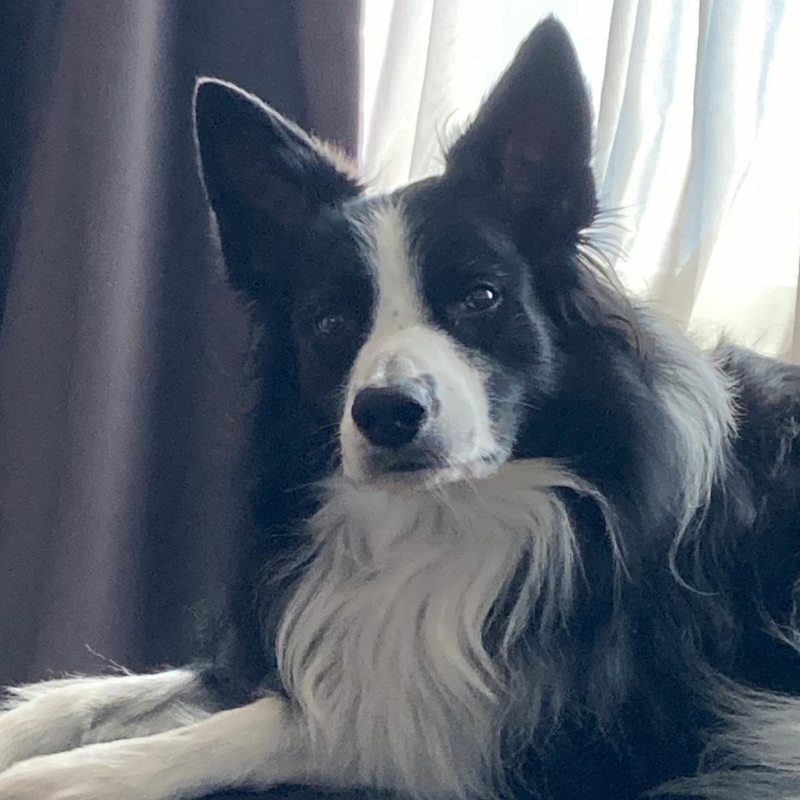 Vuurwerkangst verminderen bij jouw hond door jouw hond te steunen