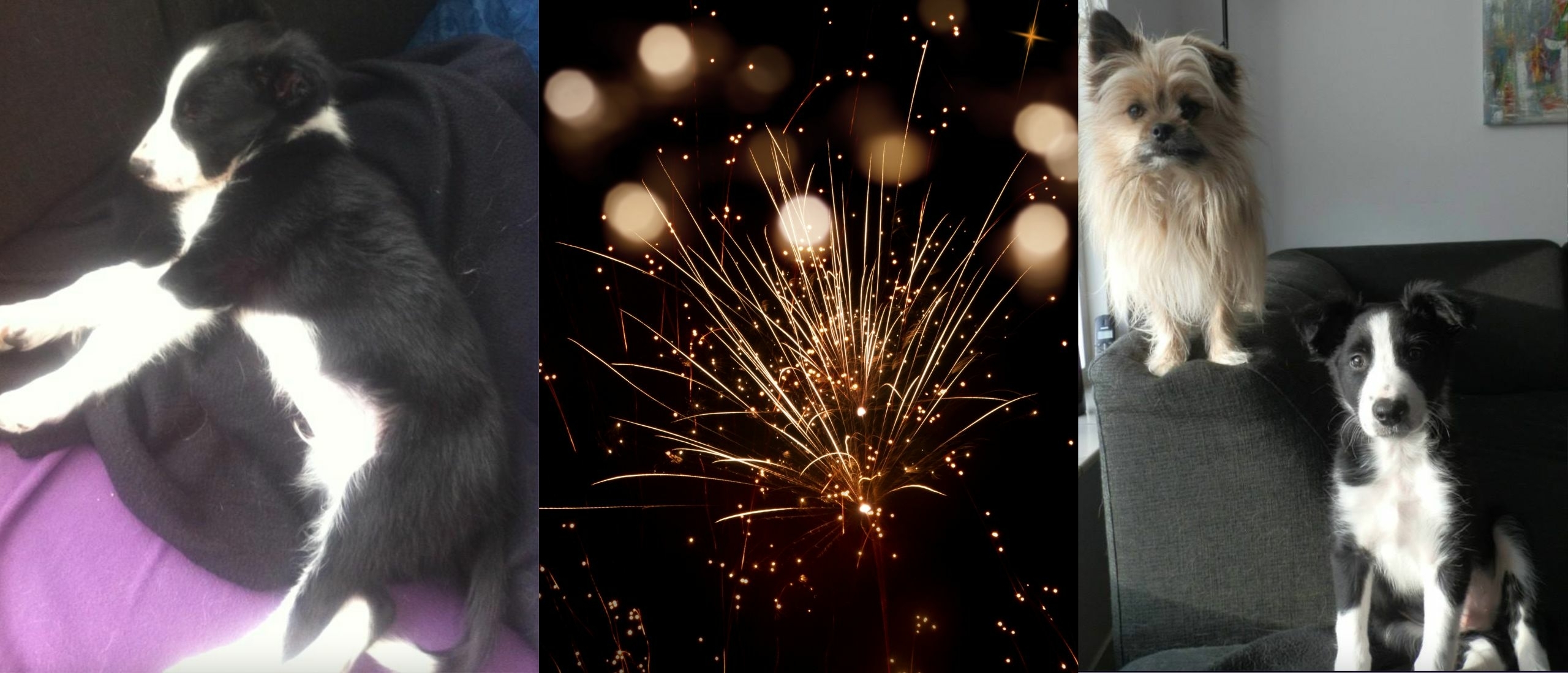 Hoe houd je je hond rustig tijdens Oud en Nieuw met vuurwerk
