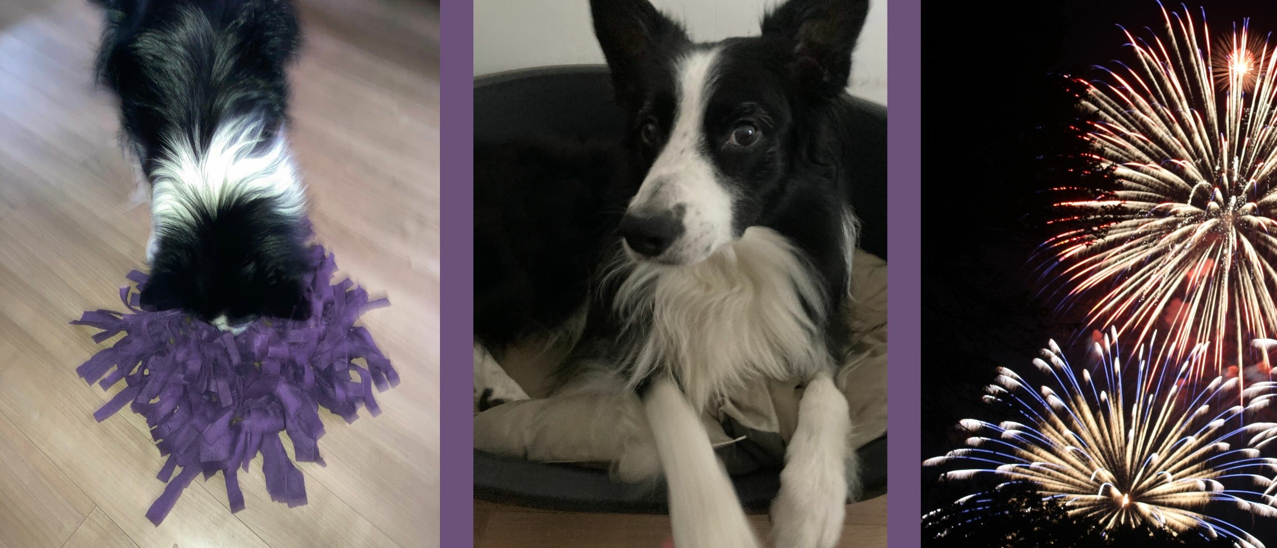 Hoe krijg ik mijn hond rustig tijdens vuurwerk