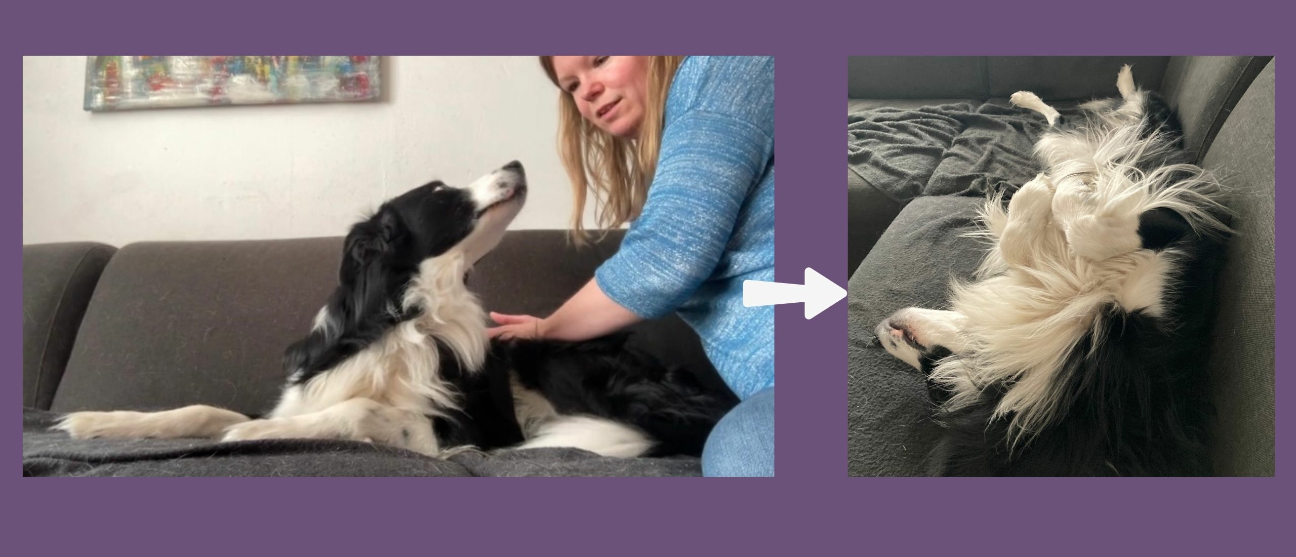 Hoelang duurt het geven van een hondenmassage?