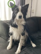 Hond acupressuur shiatsu
