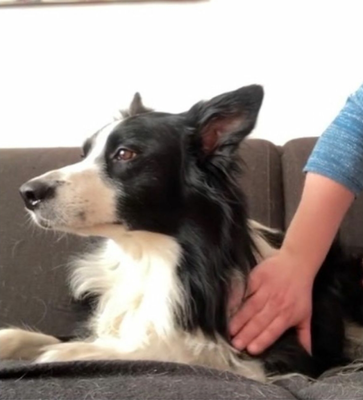 Hondenmassage is ontspannend voor hond en eigenaar