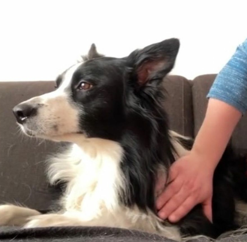 Hondenmassage is ontspannend voor hond en eigenaar