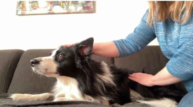 Hondenmassage is heel waardevol voor veel honden, ontdek of jouw hond ook gemasseerd mag worden