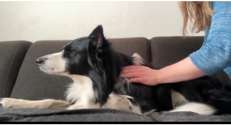 Wat draagt een massage bij aan de gezondheid van je hond?