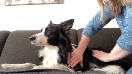 Hondenmassage