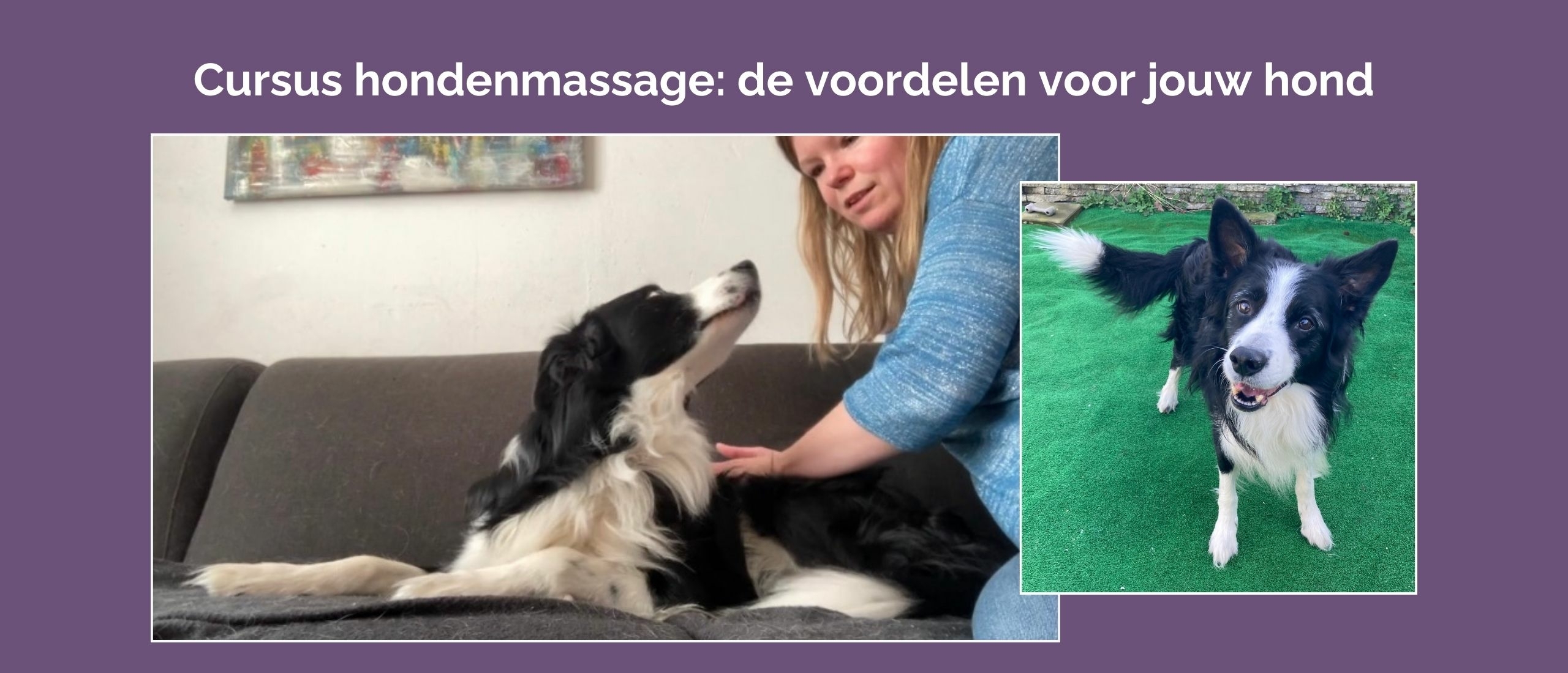 Laat jouw hond voordelen ervaren van een cursus hondenmassage