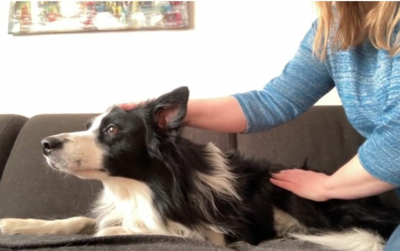 Leer jouw hond stap voor stap te masseren tijdens de online workshop hondenmassage