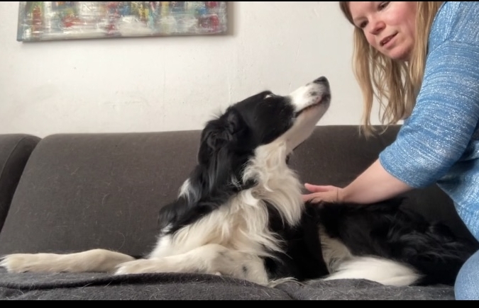 Online cursus hondenmassage voor een ontspannen hond