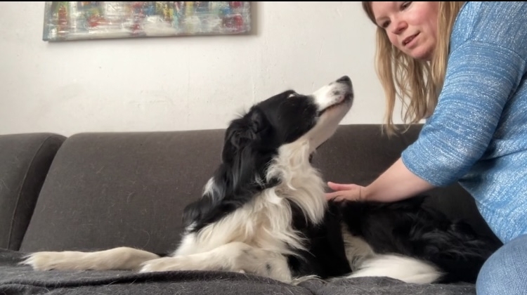 Online cursus hondenmassage voor een ontspannen hond