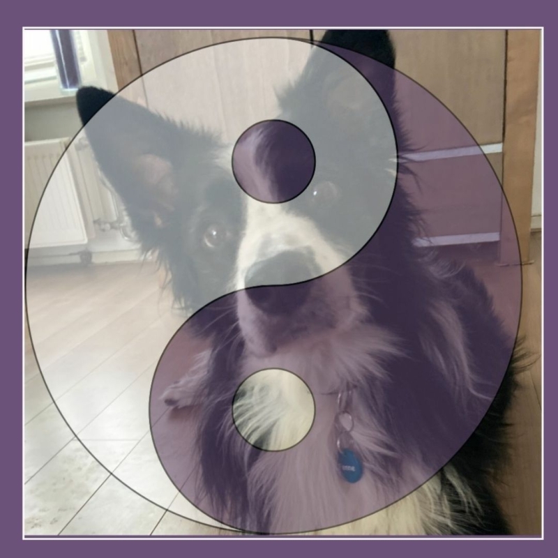 Yin en Yang met oor massage bij honden