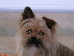 oormassage hond shiatsu