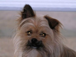 oormassage hond shiatsu