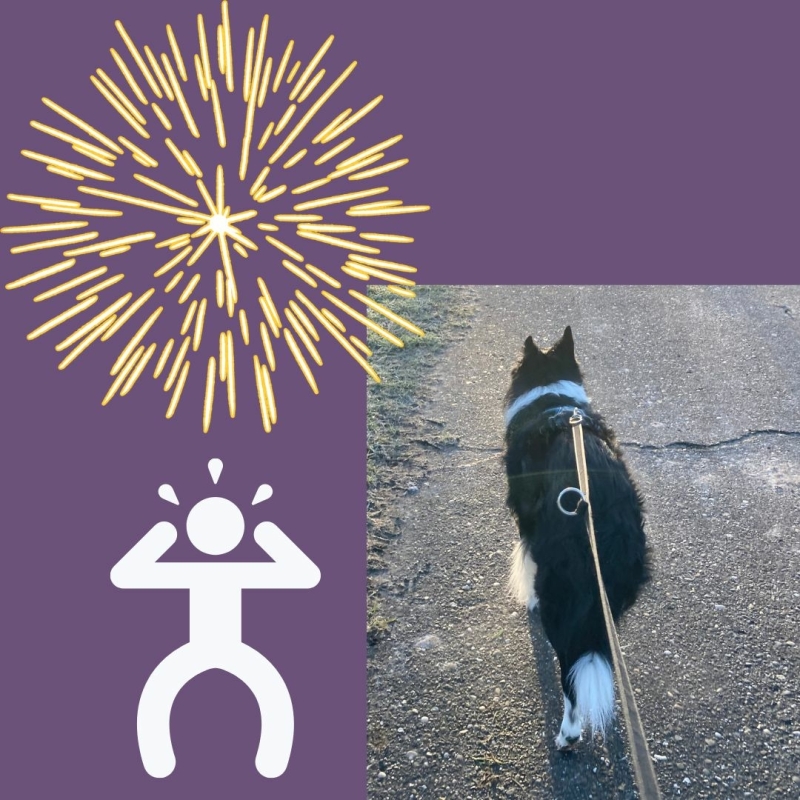 Een gevaar tijdens het wandelen met je hond is dat jouw hond in paniek raakt door vuurwerkangst