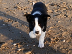 Massage voor puppies