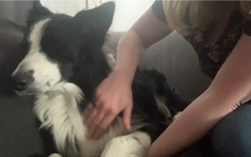Stress vermindering bij honden door het regelmatig geven van een hondenmassage
