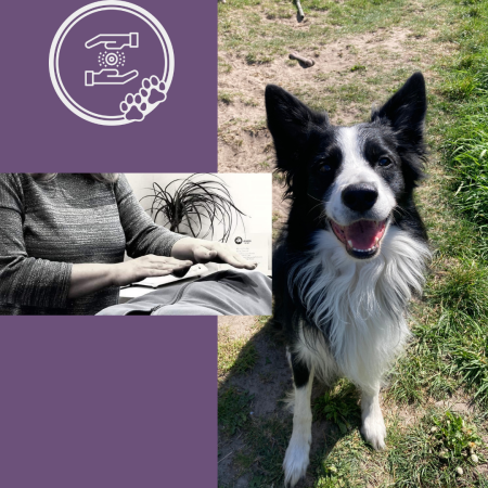 Leer in deze online cursus Reiki 1 voor honden combineren met edelstenen