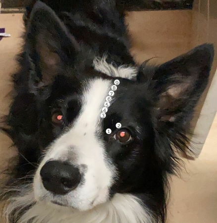 Shiatsu is ontspannend voor honden
