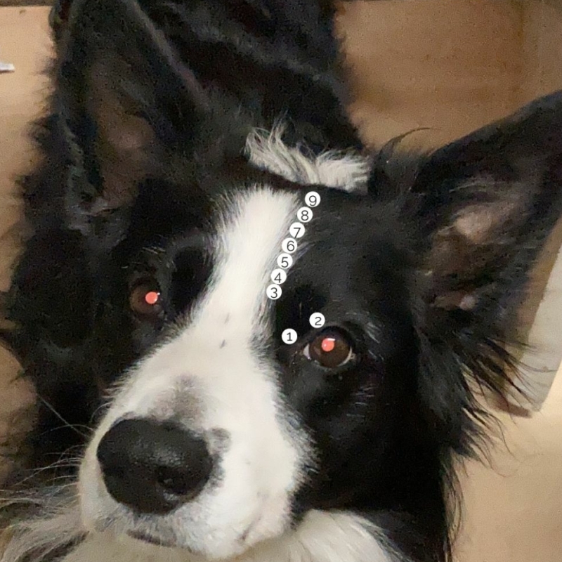 Shiatsu is ontspannend voor honden