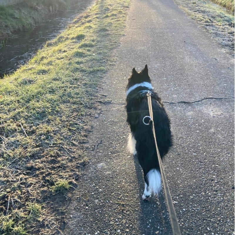 Sociaal wandelen met je hond door rekening te houden met andere honden en eigenaren