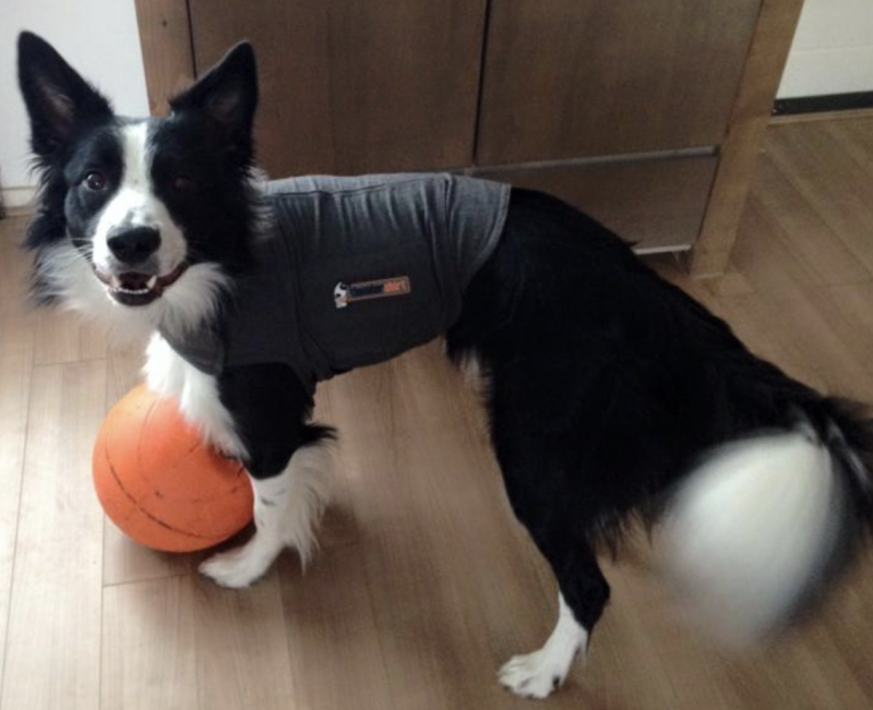 Gebruik een thundershirt om vuurwerkangst bij jouw hond te verminderen en jouw hond te ondersteunen tijdens de jaarwisseling