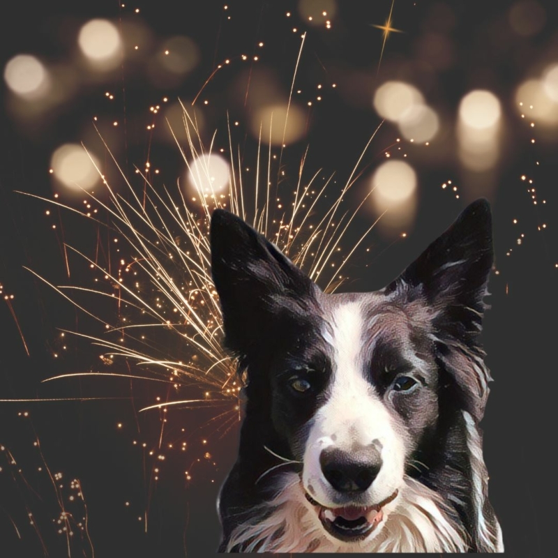 Een rustige hond tijdens vuurwerk op 31 december