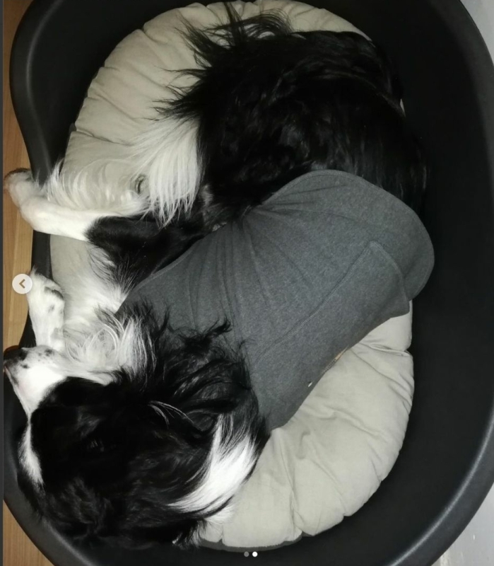 Online cursus vuurwerkangst verminderen bij jouw hond voor een ontspannen oud en nieuw